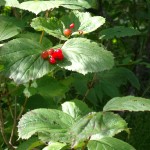 High Bush Cranberry